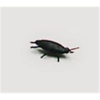 Cafard P.M (sachet de 12)